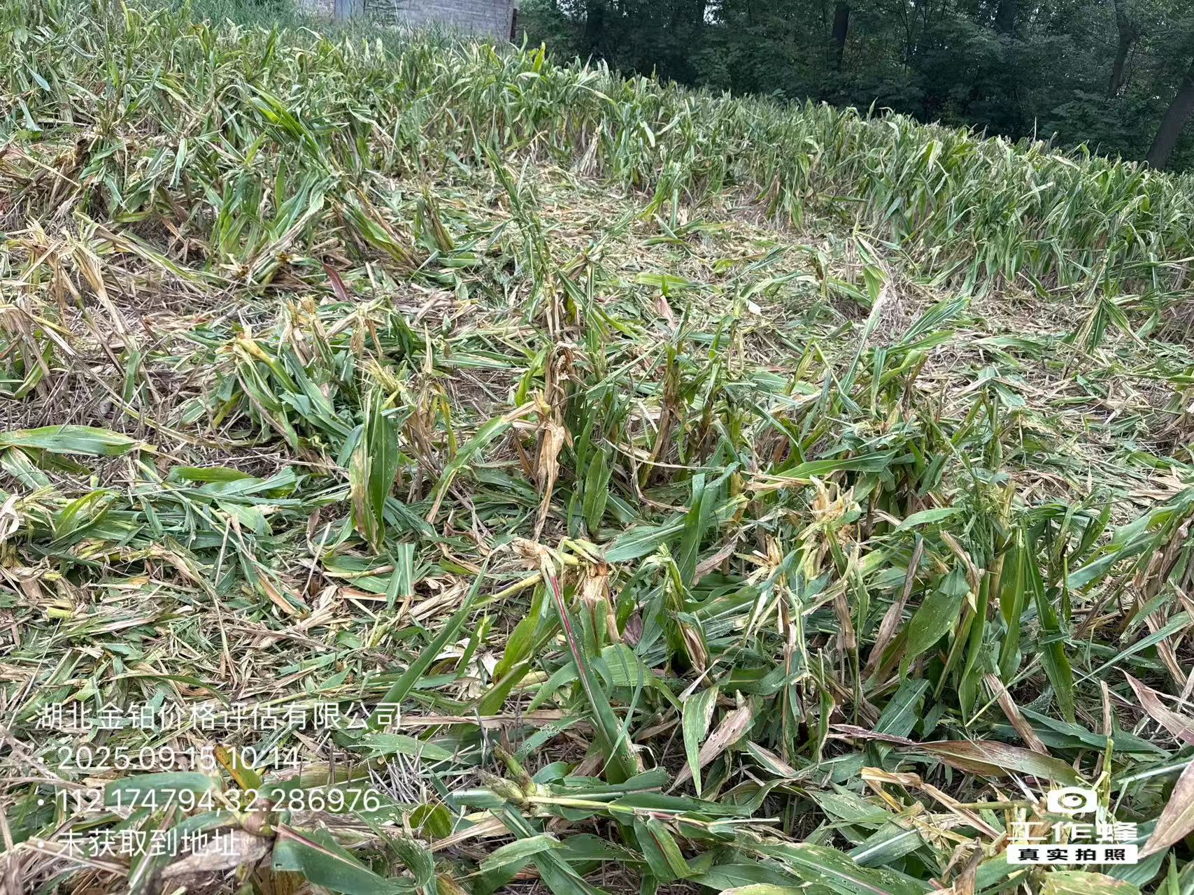 玉米地预期收益该如何评估？