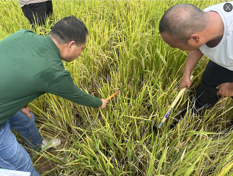 水稻减产，其预期收益如何评估？
