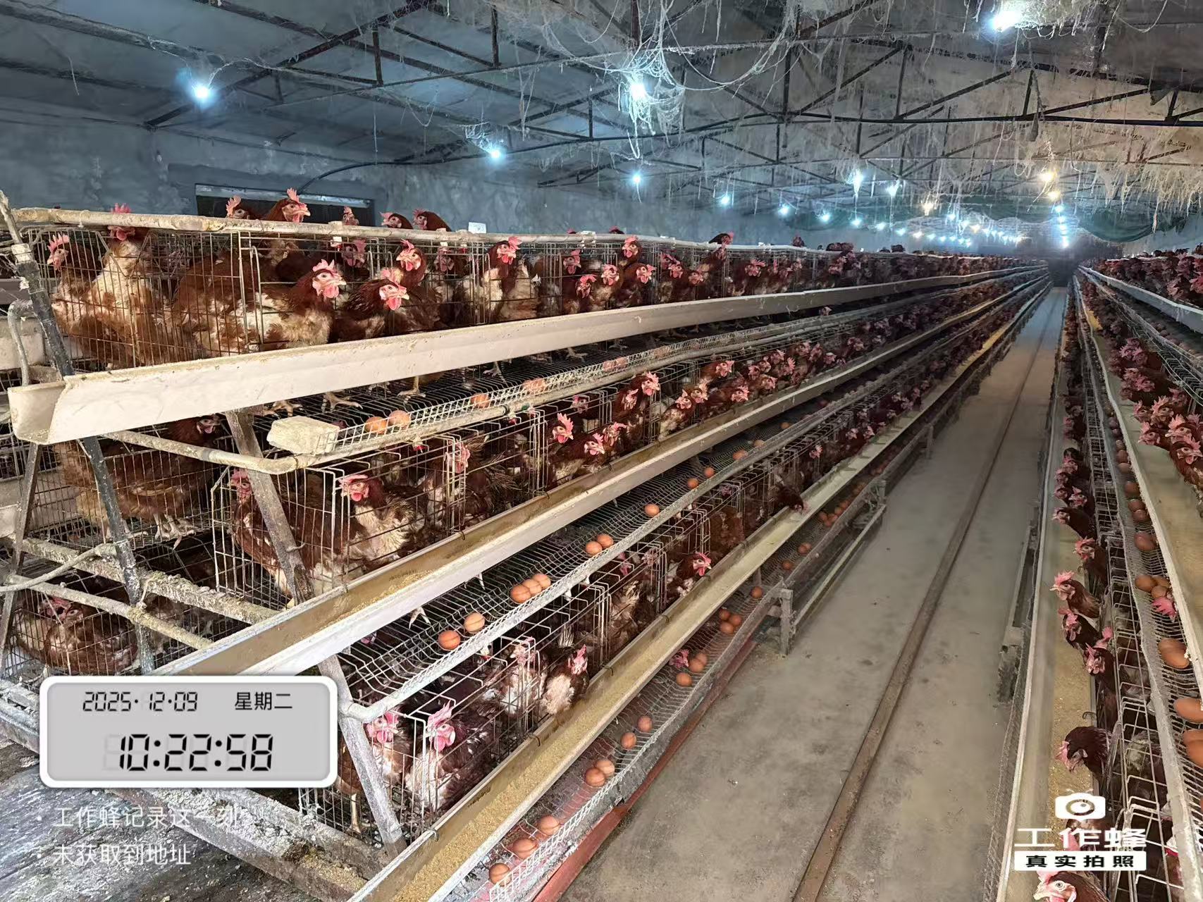 电机骤停致养鸡场损失？专业评估为养殖权益保驾护航