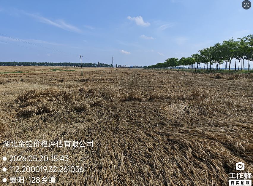 小麦预期收益该如何评估？